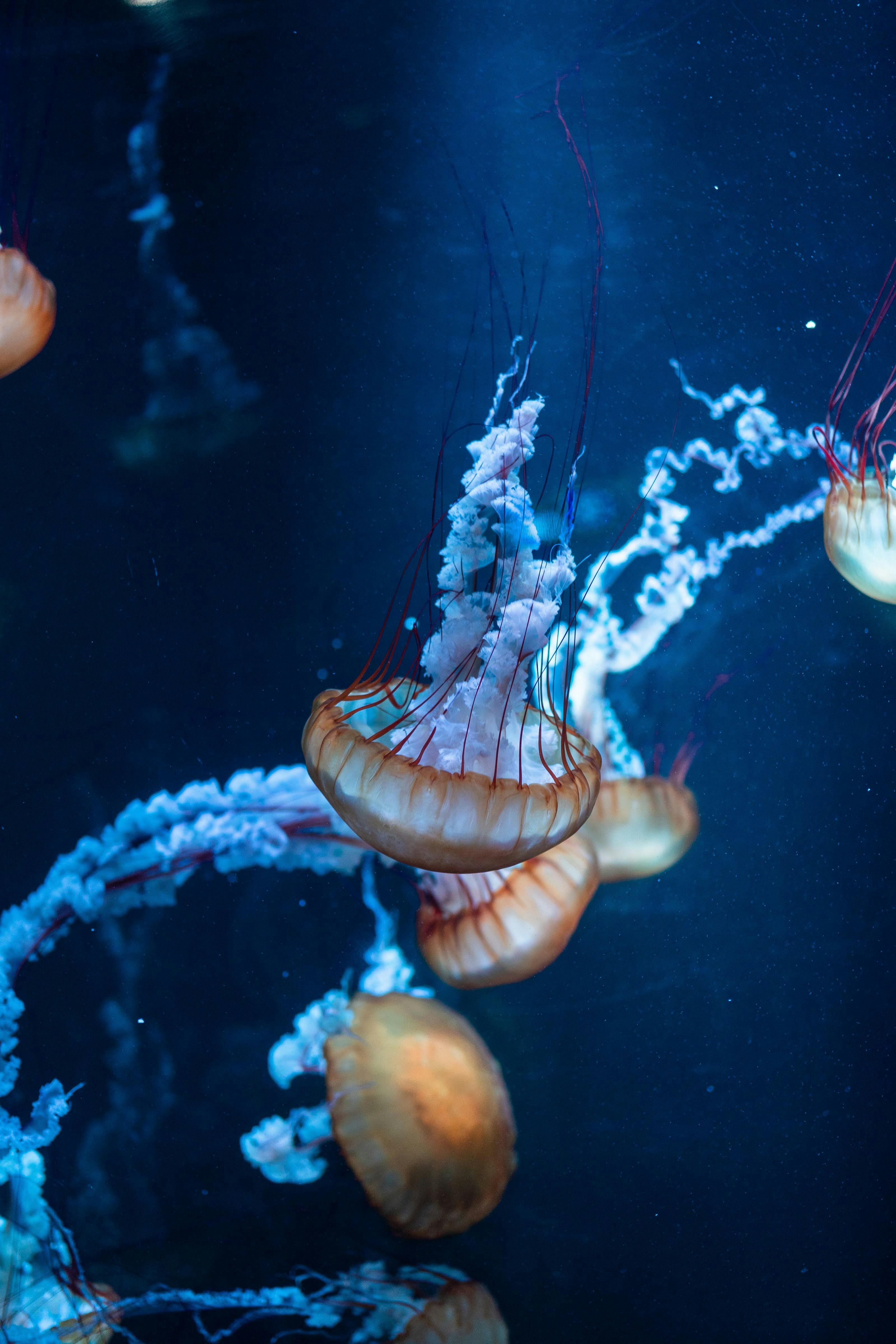 jellyfish underwater